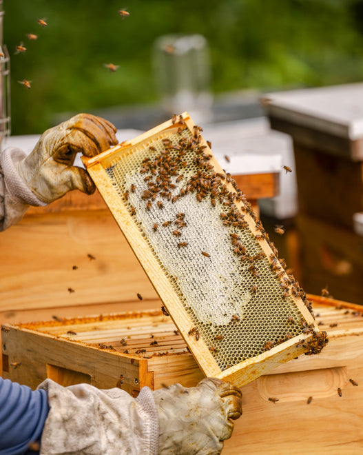 Raw Appalachian Honey