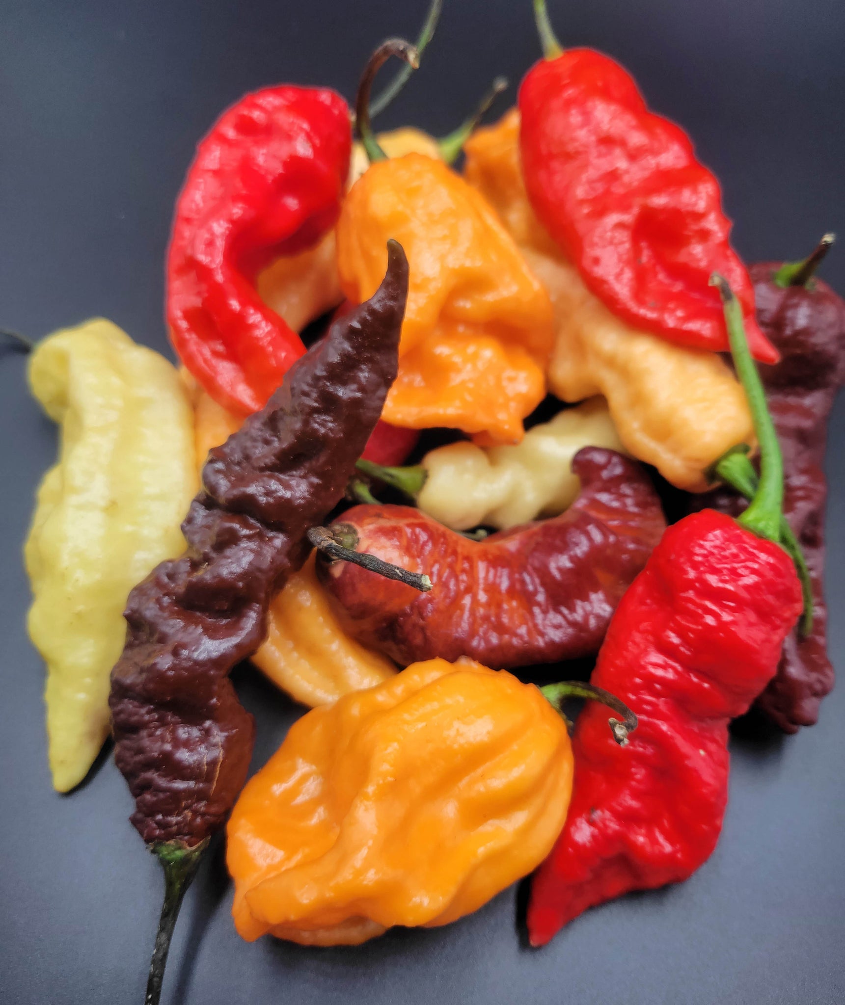 bhut jolokia, ghost peppers, fresh ghost peppers, ghost pepper pods, fresh picked peppers, jays peach ghost scorpion, bhut orange copenhagen, white ghost, fresh pods, pepper pods, hot peppers, super hot peppers, chocolate ghost pepper, pink tiger x peach bhut